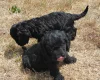 Cockapoo