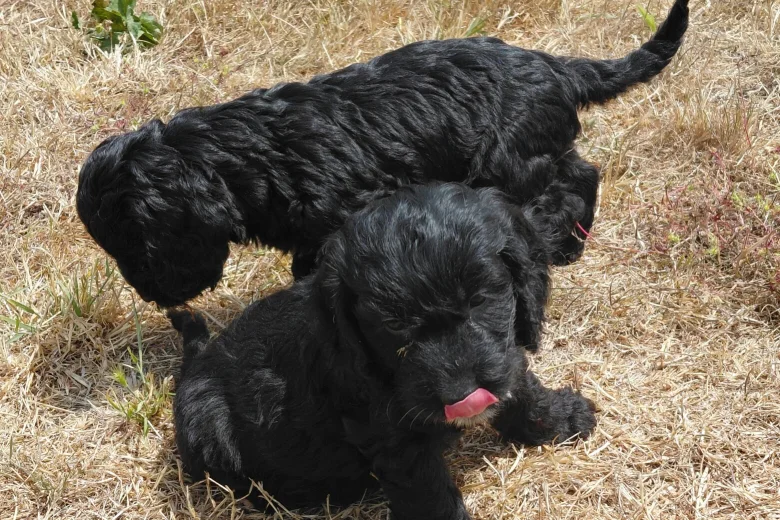 Cockapoo