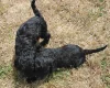 Cockapoo
