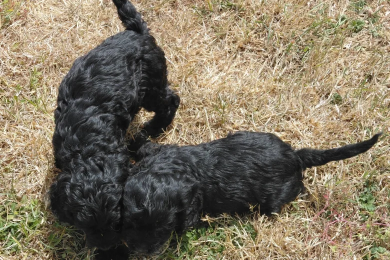 Cockapoo
