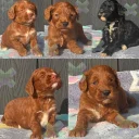 Cockapoo