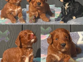 Cockapoo