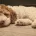Cockapoo