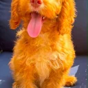 Cockapoo
