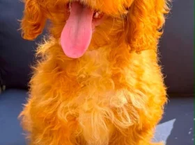 Cockapoo