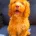 Cockapoo