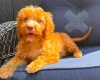 Cockapoo