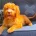 Cockapoo