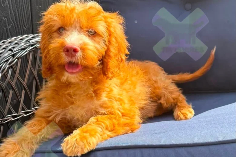 Cockapoo