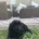Cockapoo