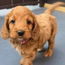 Cockapoo