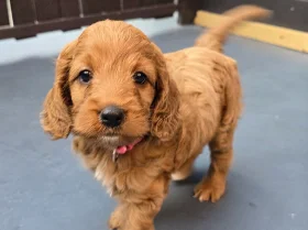 Cockapoo