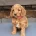 Cockapoo