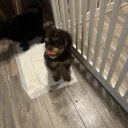 Cockapoo
