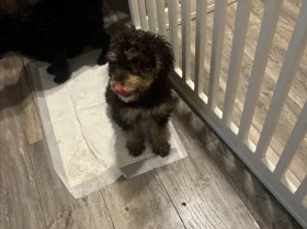 Cockapoo