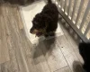 Cockapoo