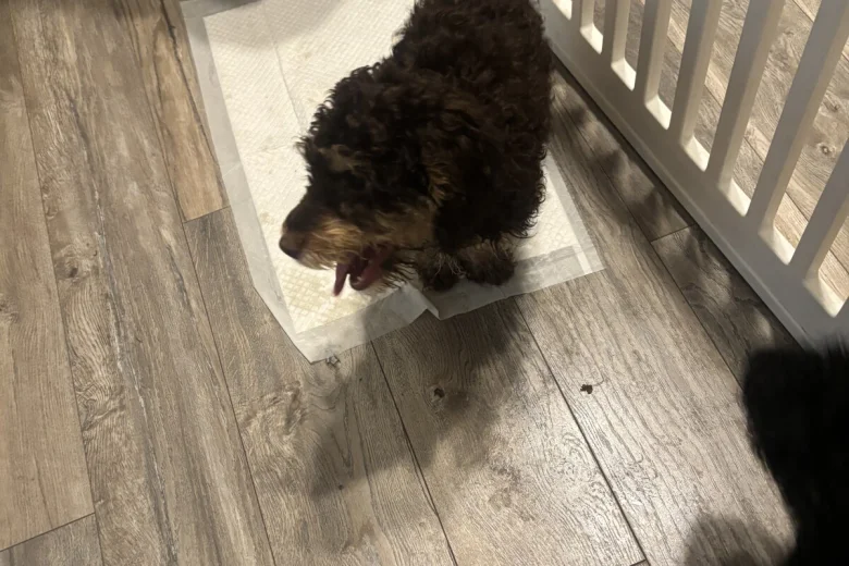 Cockapoo