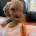 Cockapoo
