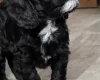 Cockapoo