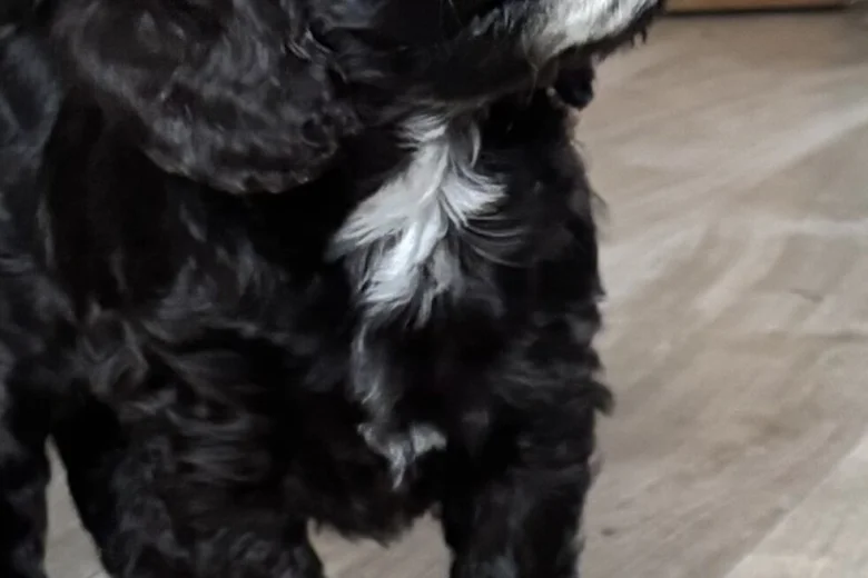 Cockapoo