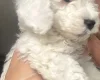Cockapoo