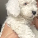 Cockapoo