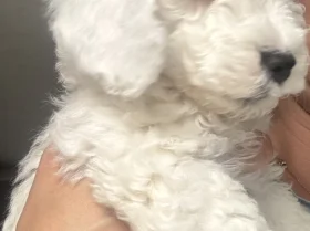 Cockapoo