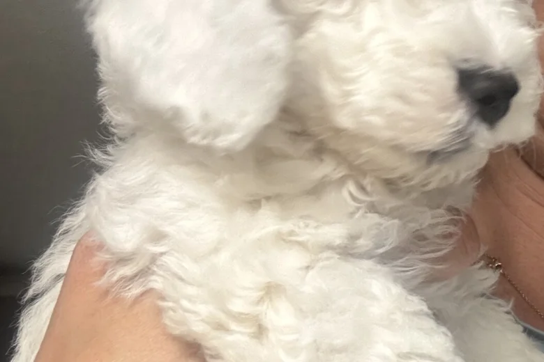 Cockapoo