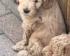 Cockapoo