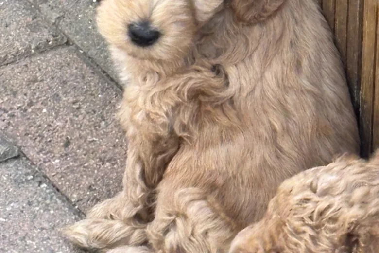 Cockapoo