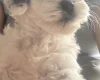Cockapoo