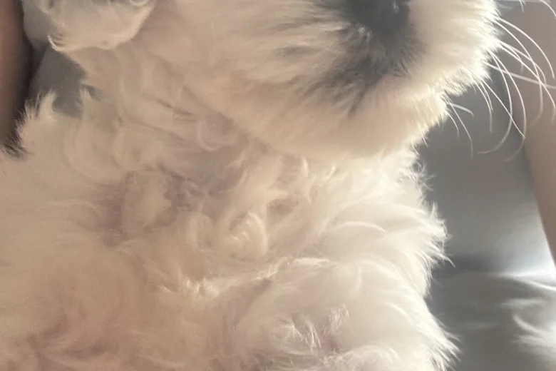 Cockapoo