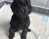 Cockapoo