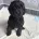 Cockapoo