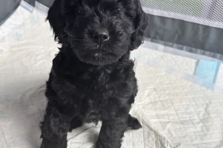 Cockapoo