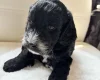 Cockapoo