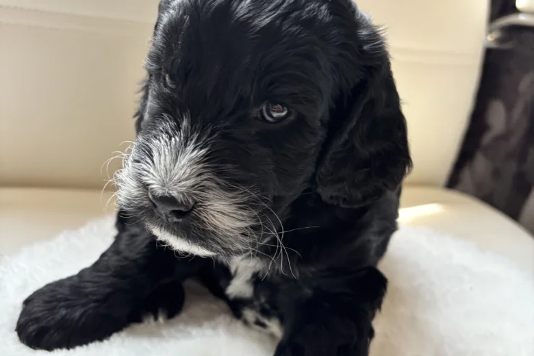 Cockapoo