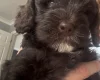 Cockapoo