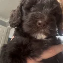 Cockapoo