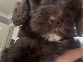 Cockapoo