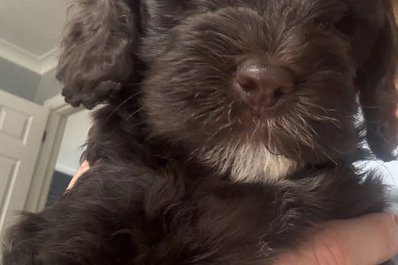 Cockapoo