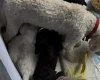 Cockapoo