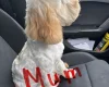 Cockapoo