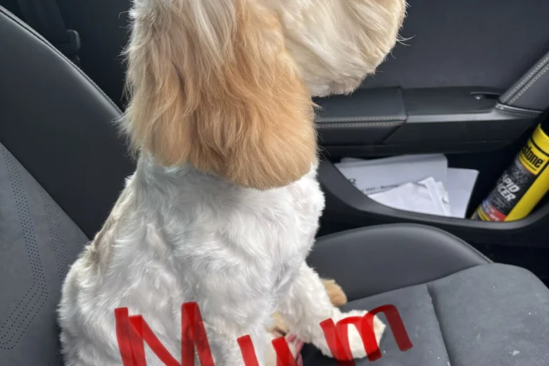 Cockapoo