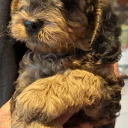 Cockapoo
