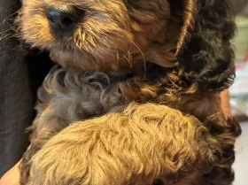 Cockapoo