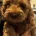 Cockapoo