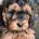 Cockapoo