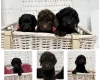 Cockapoo