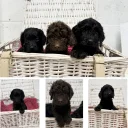 Cockapoo